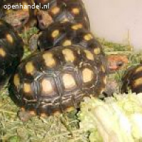 Koop Babyschildpadden online | Schildpadden eieren te koop