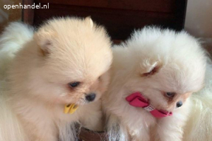 Pomeranian | Pomeriaan Puppies tekoop