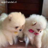 Pomeranian | Pomeriaan Puppies tekoop