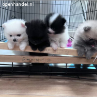 Pomeranische puppy’s te koop